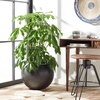 image:imageSAFAVIEH Outdoor  Kenslia Large Sphere Planter Pot  Sage Ficonstone Concrete  Decorative Outdoor Flower Pot for Patio Porch amp Garden 196 W x 196 D x 157 H PAT1519EBlack